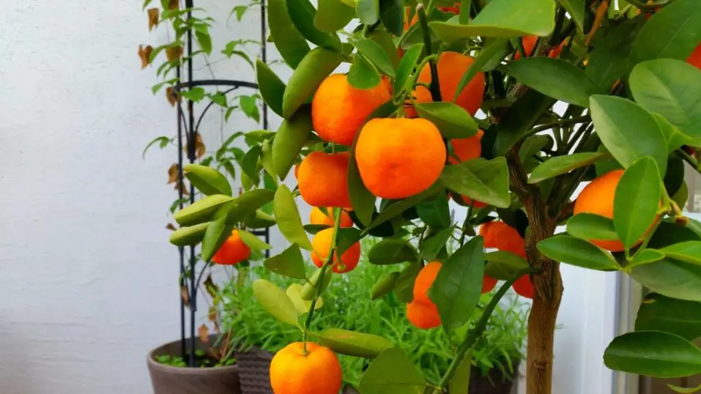 dwarf grapefruit tree