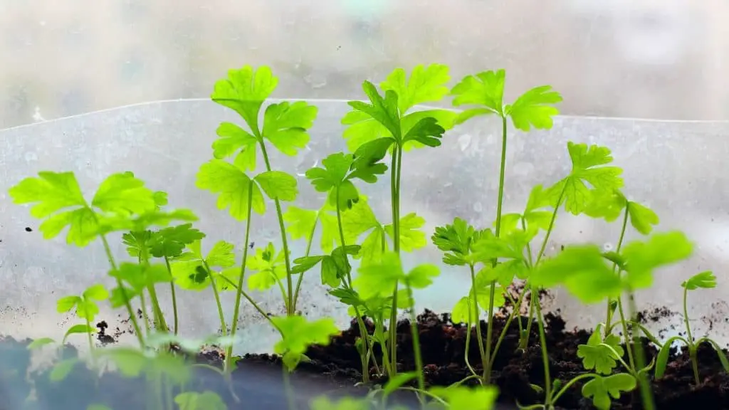 cuttings of parsley