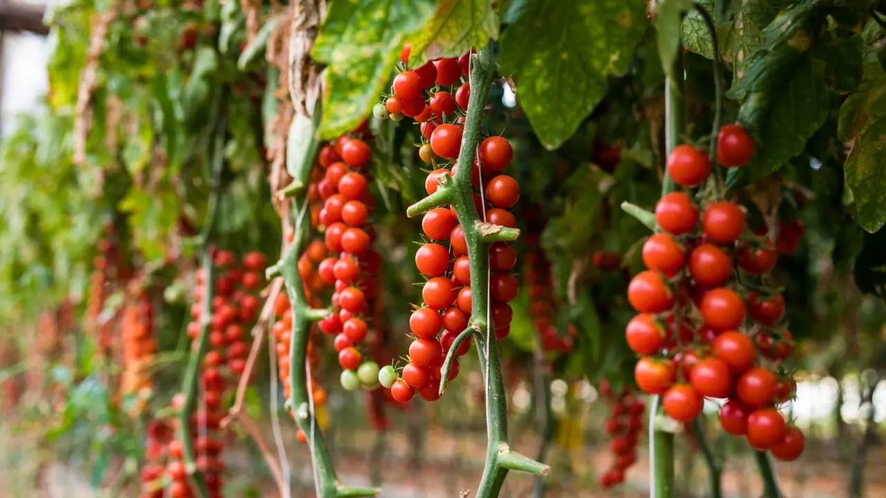 how-to-grow-cherry-tomatoes-from-slices-slick-garden