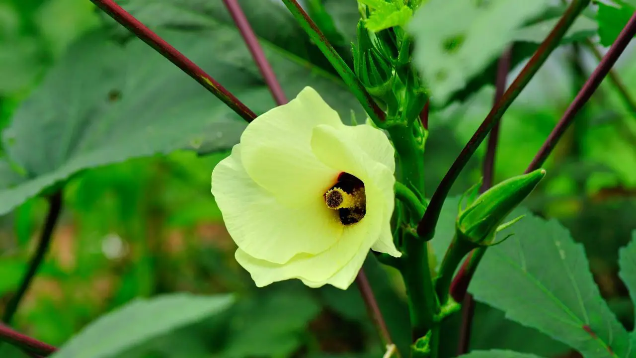 How To Grow Okra From Seeds In Containers Slick Garden