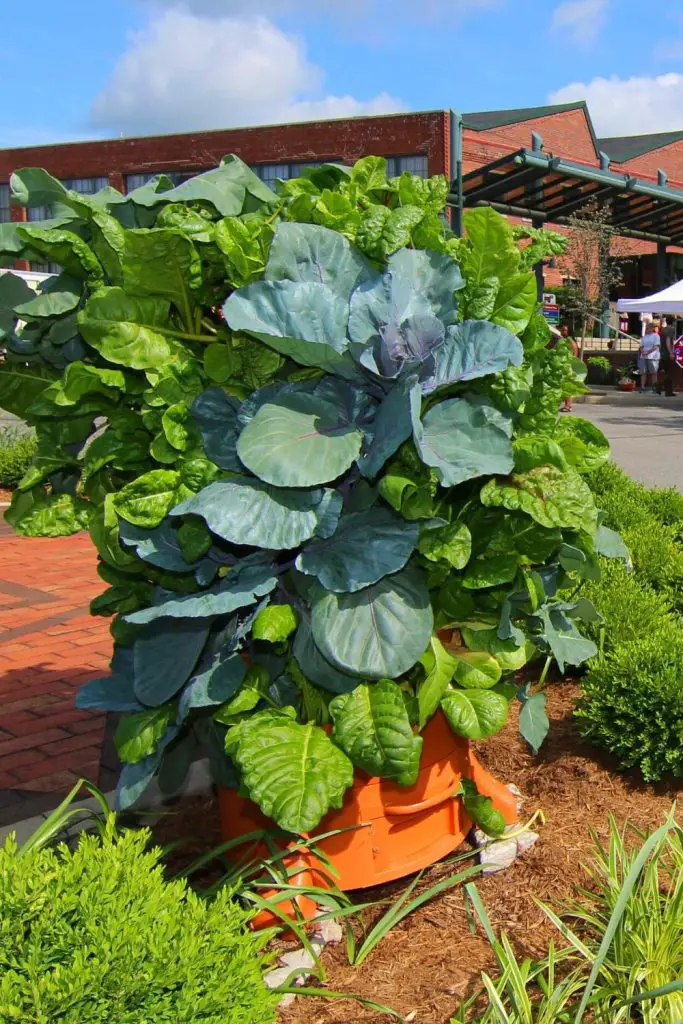 salad green grow