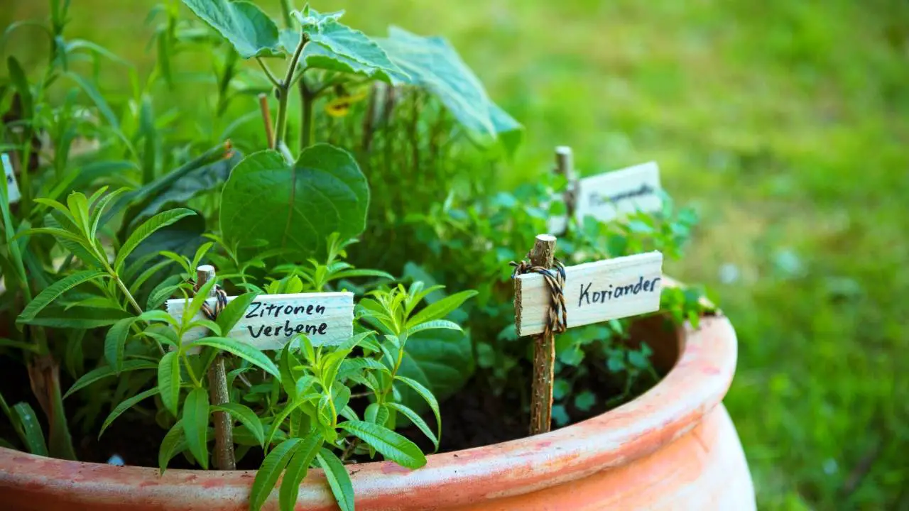 Herbs To Plant Together Chart