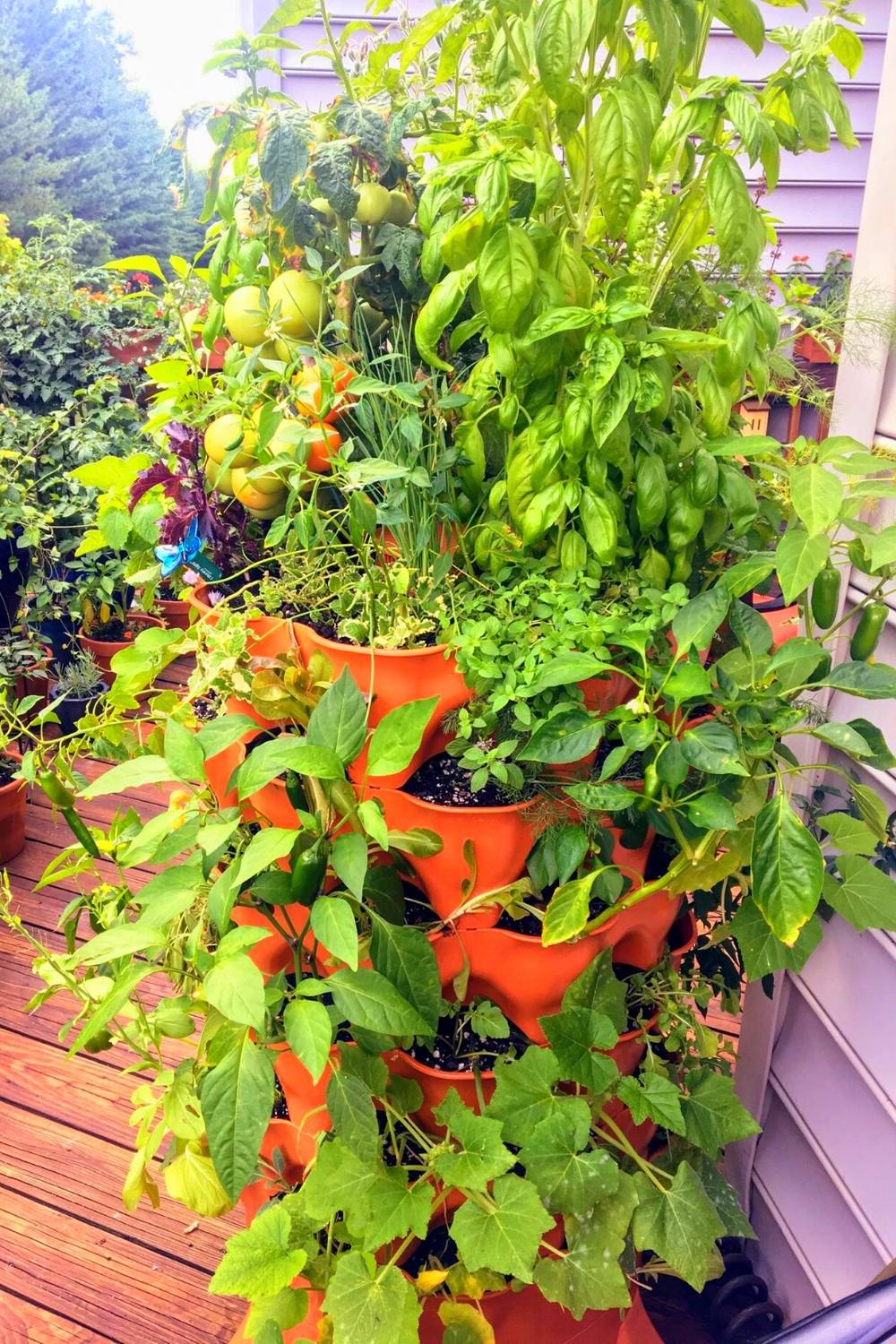 How To Grow Tomatoes In A Vertical Garden? – Slick Garden