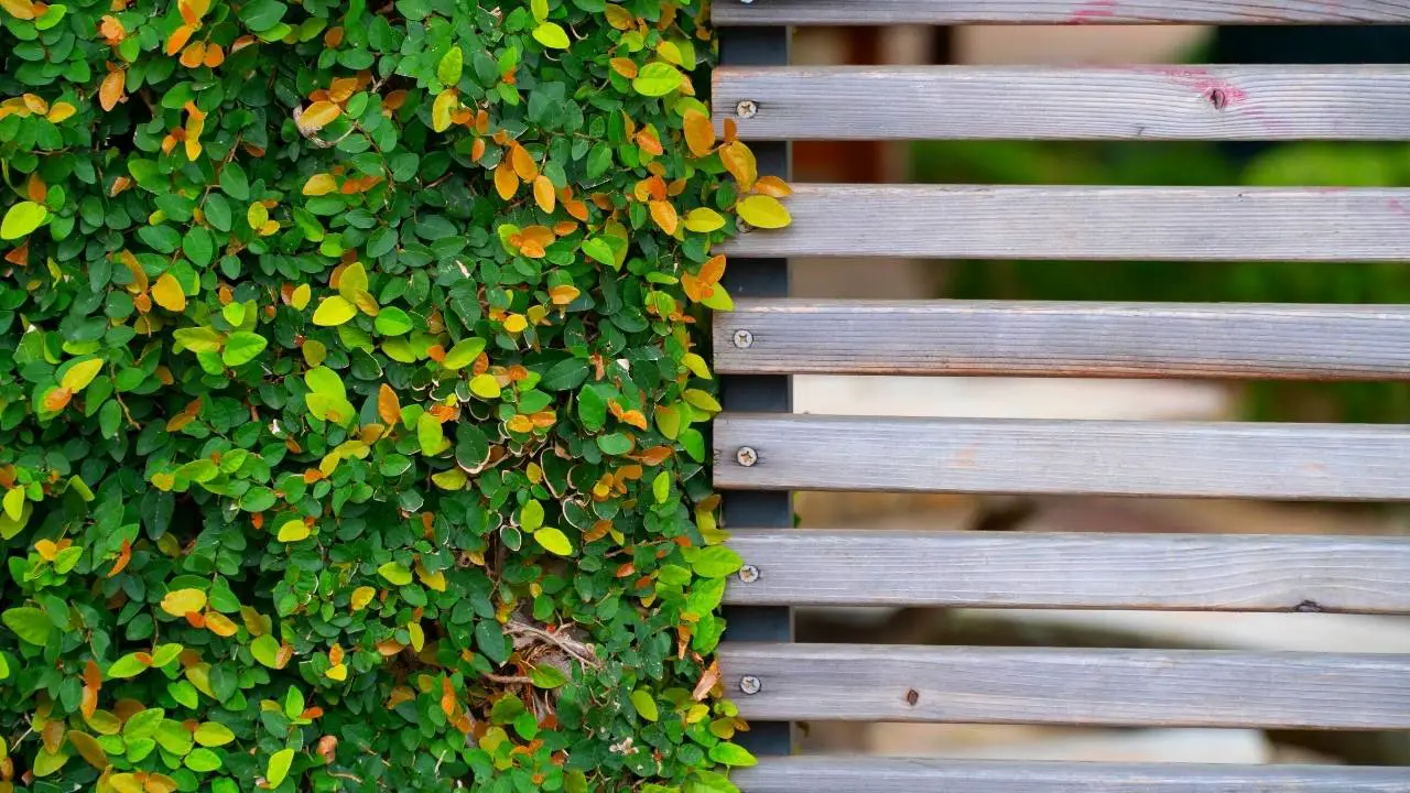 How to Build a Vertical Garden Frame? | Slick Garden