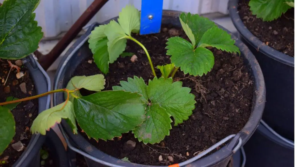 Strawberries  seedlings