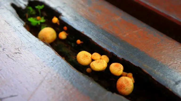 how-to-grow-organic-mushrooms-at-home-without-a-kit-slick-garden