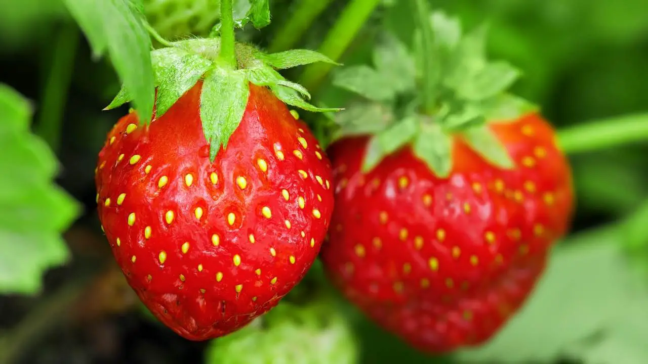 How to Grow Strawberries Indoors – Slick Garden