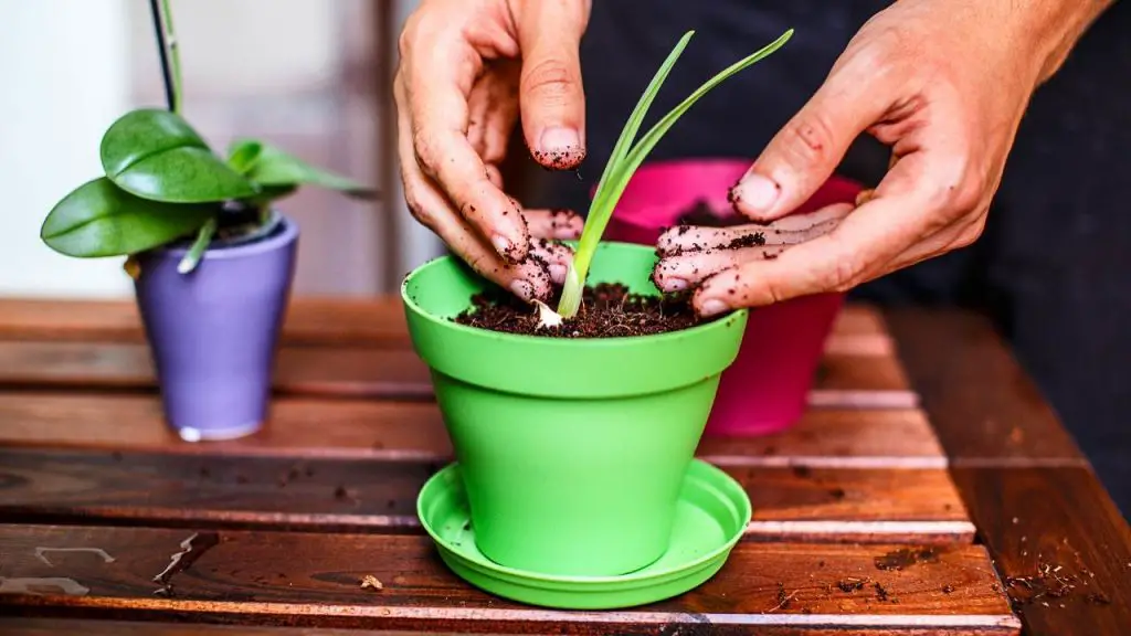 How To Grow Garlic Cloves Indoor Slick Garden