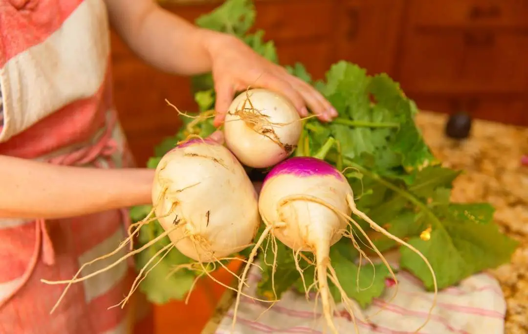 How to Grow Turnip From Seeds – Slick Garden