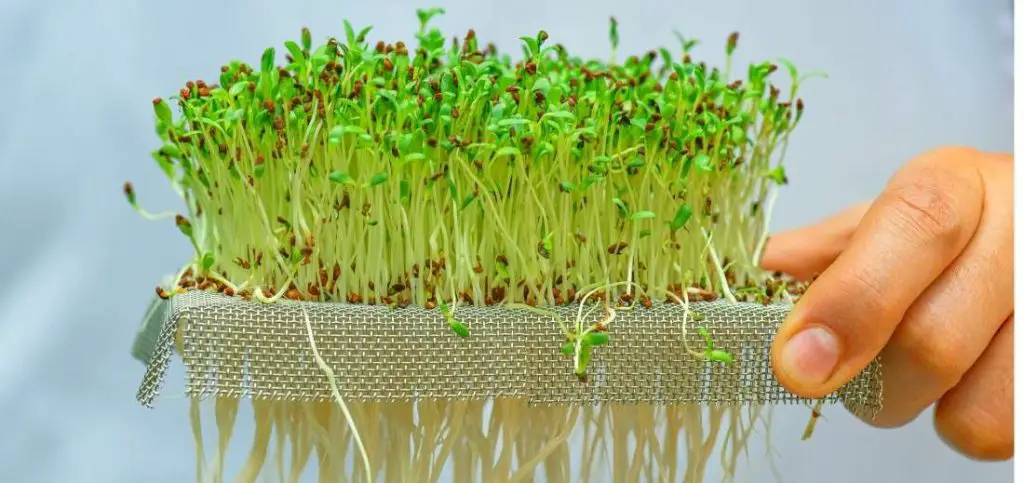 Growing Microgreens