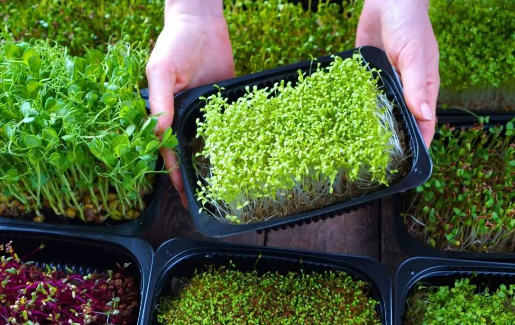 How to Grow Microgreen indoors? – Slick Garden