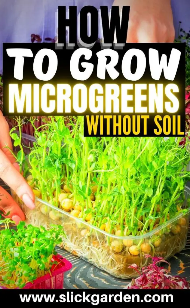 Growing Microgreens