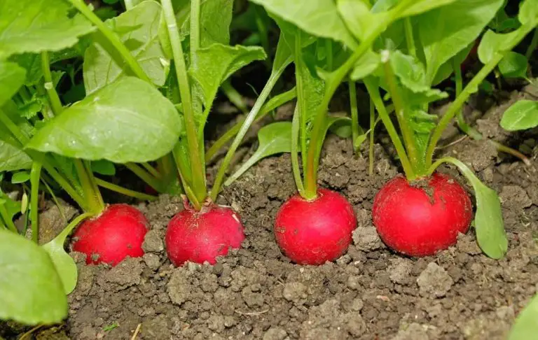 How to Grow Radishes From Scraps? – Slick Garden