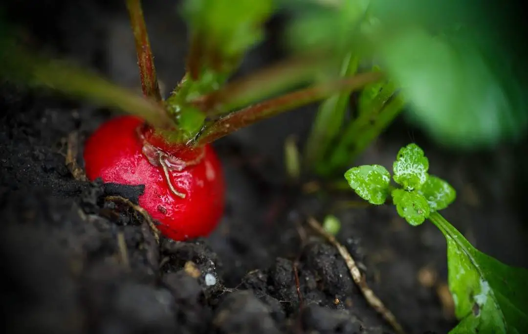 How to Grow Radishes From Scraps? Slick Garden