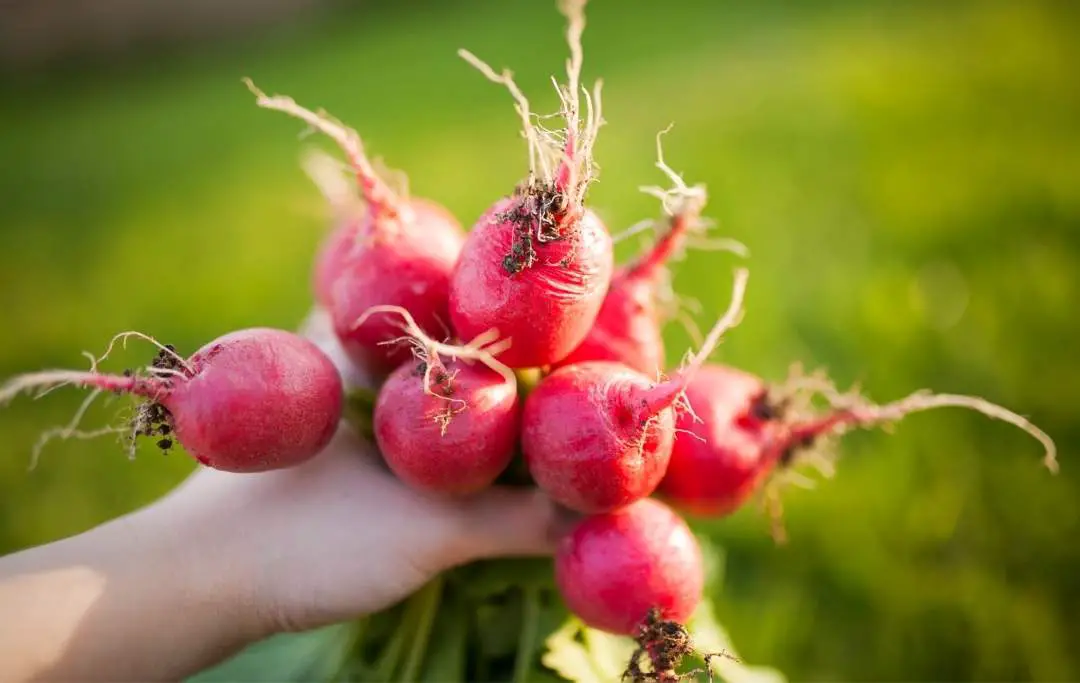 How to Grow Radishes From Scraps? Slick Garden