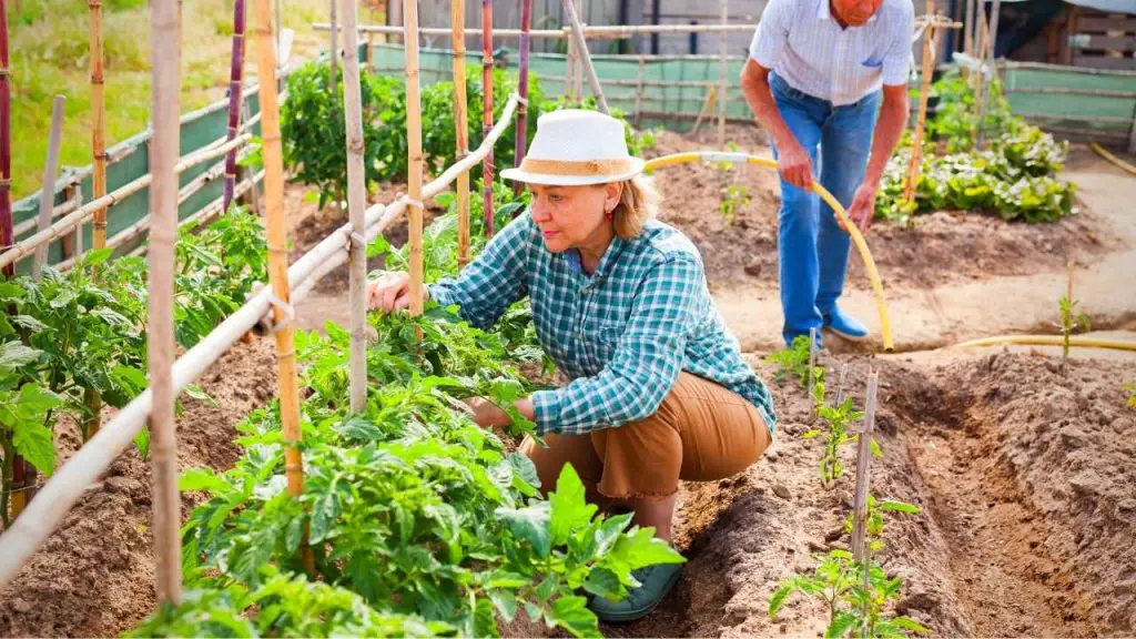 TOMATO TRELLIS