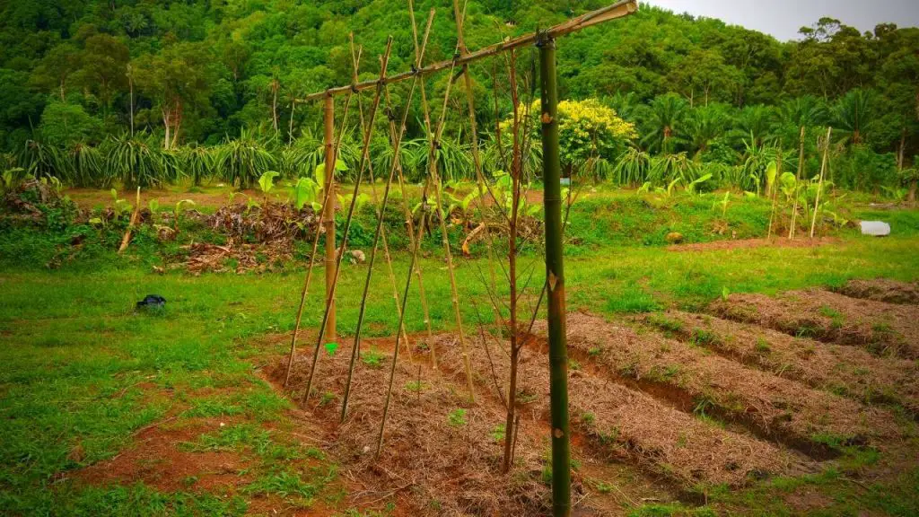 TRADITIONAL TRELLIS WITH BRANCHES