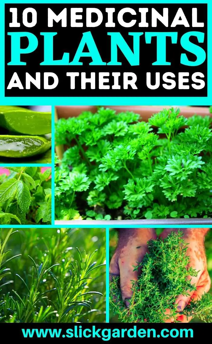 top-10-clinically-proven-medicinal-plants-in-the-philippines