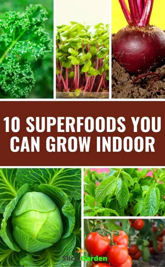 10 SUPERFOODS YOU CAN GROW INDOOR – Slick Garden