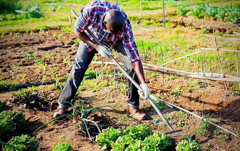 VEGETABLES THAT GROW WELL IN CLAY SOIL – Slick Garden