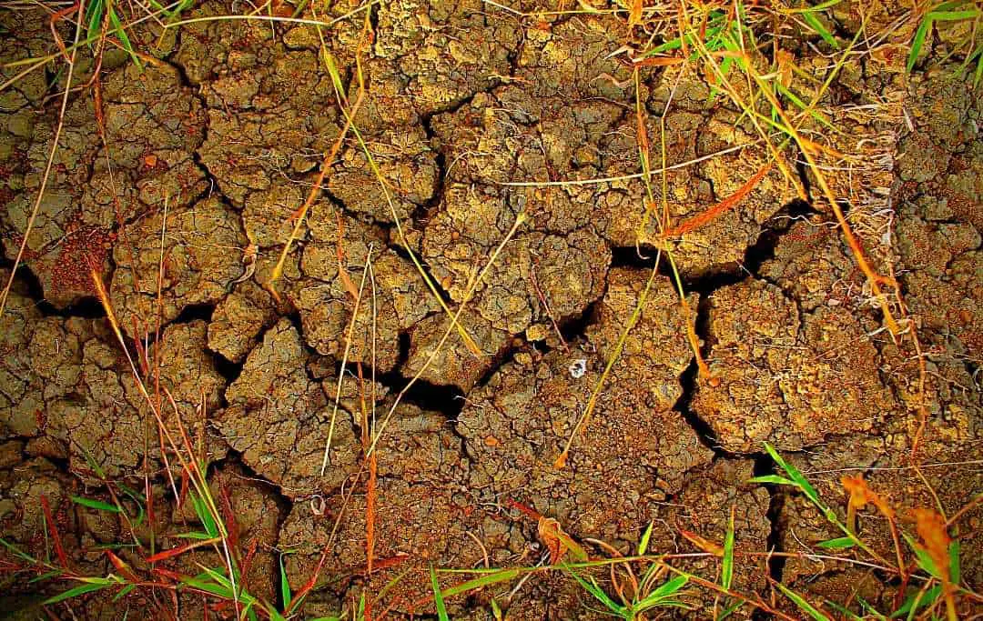 HOW TO AMEND CLAY SOIL FOR VEGETABLE GARDENING? Slick Garden