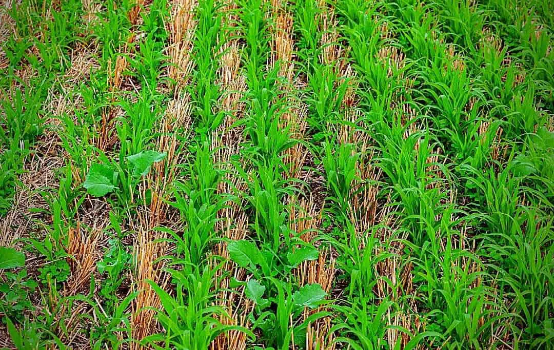 HOW TO AMEND CLAY SOIL FOR VEGETABLE GARDENING? Slick Garden