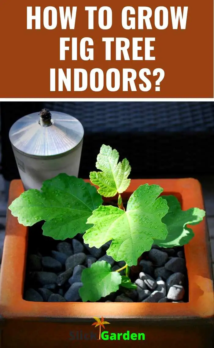 HOW TO GROW FIG TREE INDOORS? Slick Garden