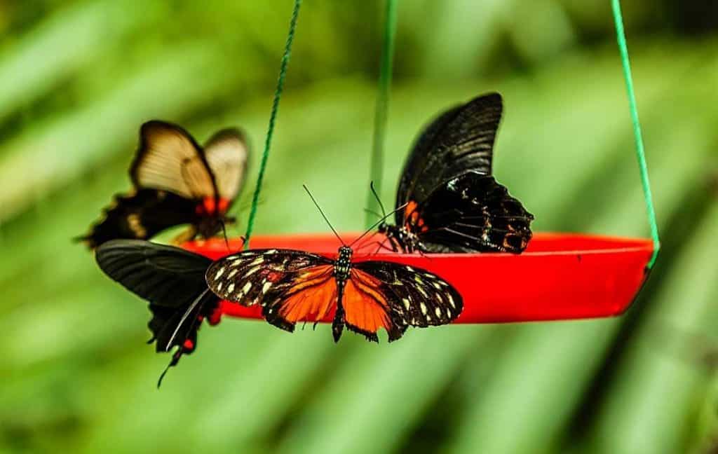 BUTTERFLY FEEDER