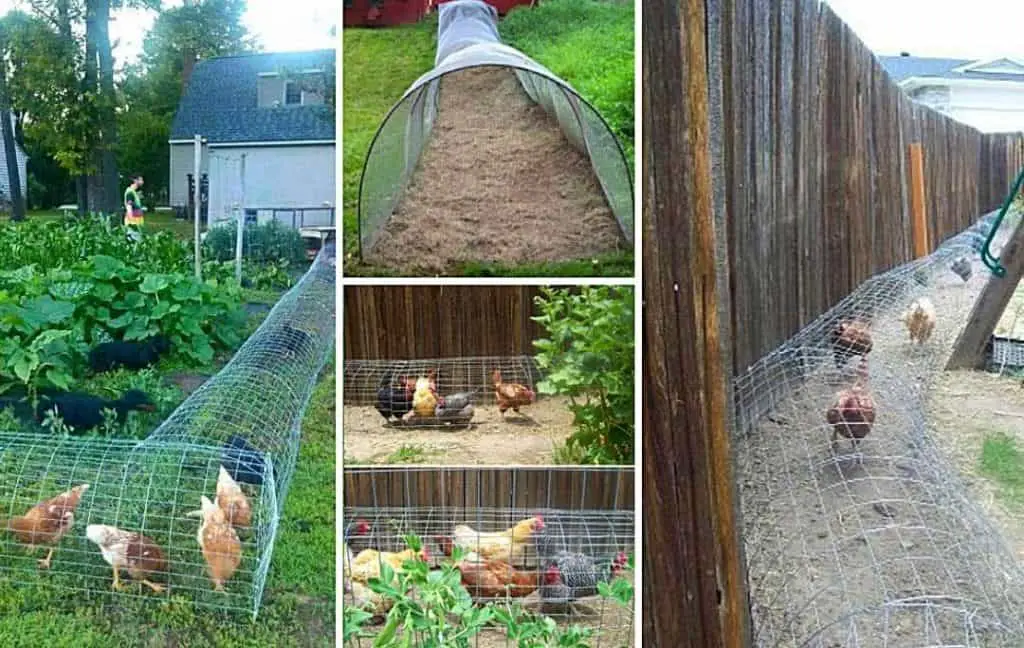 DIY CHICKEN TUNNEL