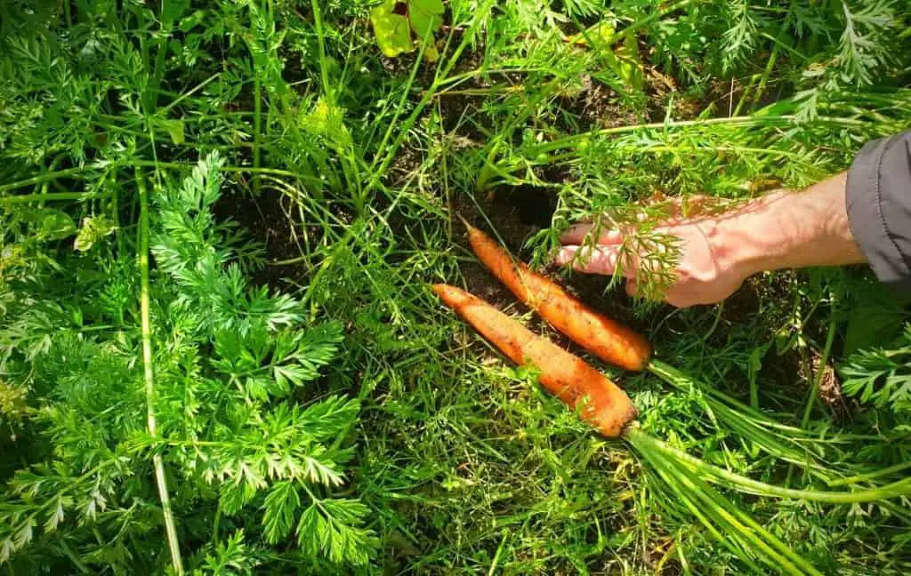 VEGETABLES THAT CAN GROW IN SANDY SOIL