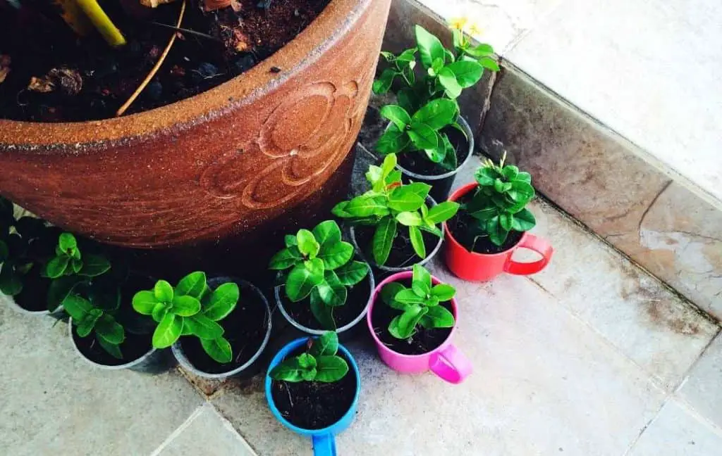 CHINA TEACUPS MINI HERB GARDEN