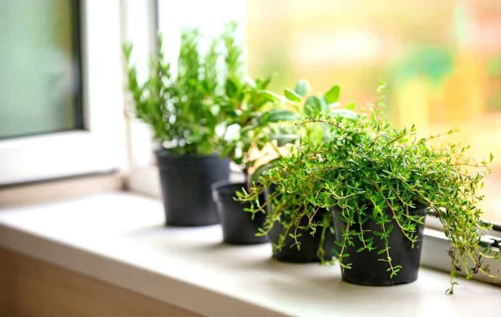 THE HERB GARDEN AT WINDOWSILL