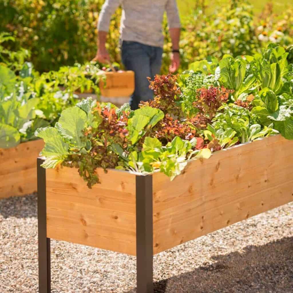Growing Vegetables In Planters Image To U