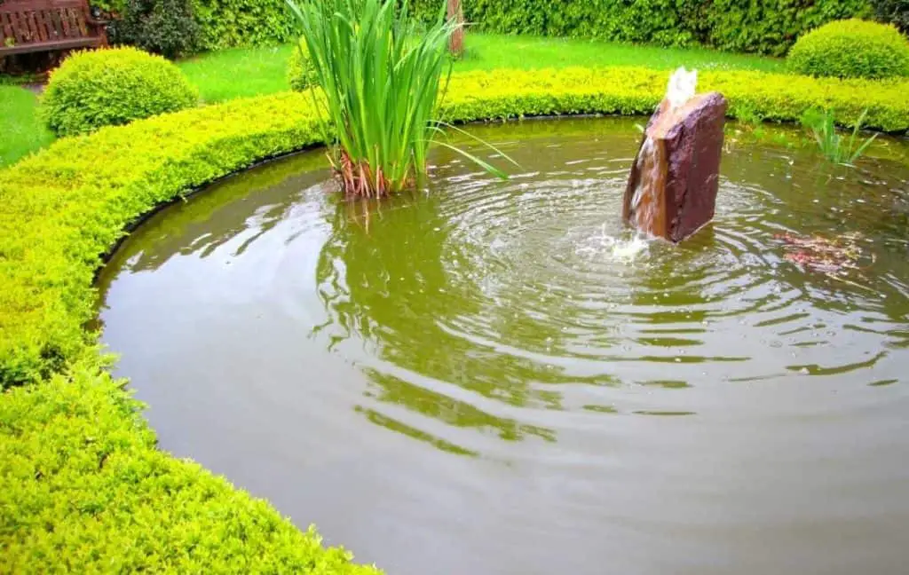 hedges around pond