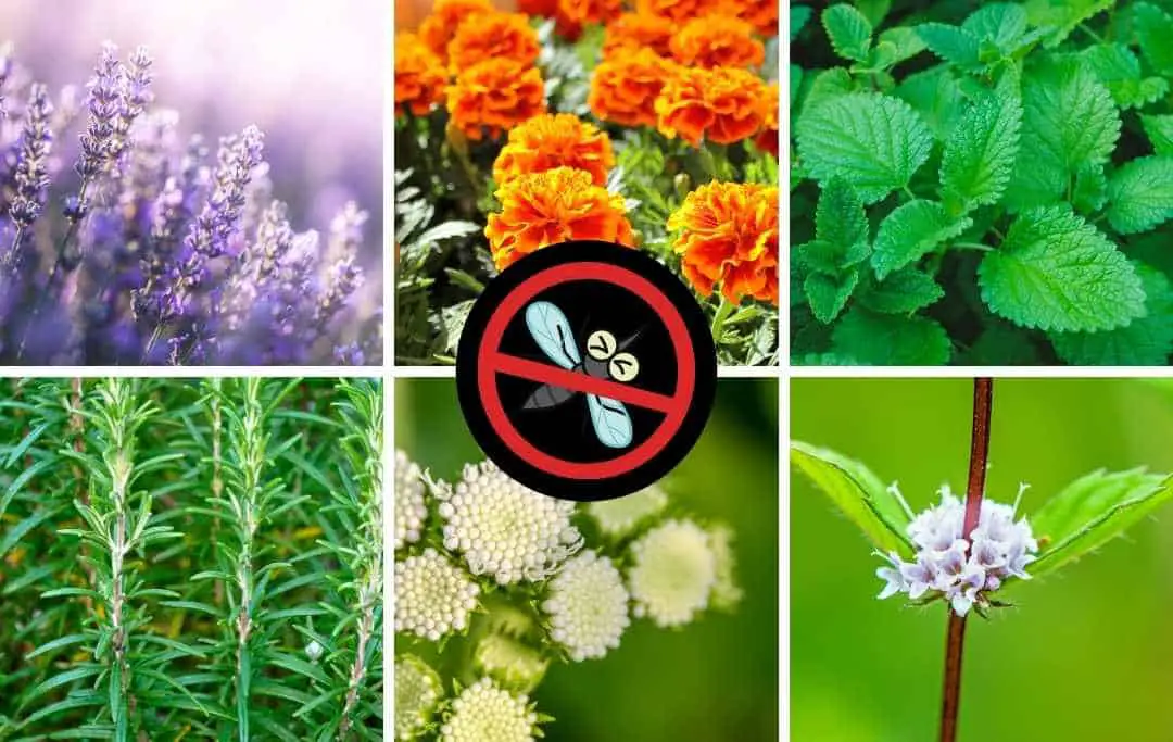 20 Plants That Repel Mosquitoes Slick Garden 5861