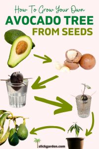 2 EASY WAYS TO GROW AVOCADO PLANT FROM SEED – Slick Garden