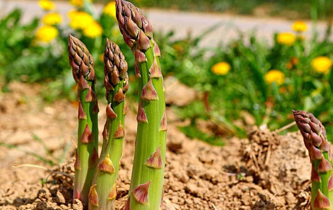 HOW TO GROW ASPARAGUS? PLANT IT ONCE & HARVEST FOR YEARS Slick Garden
