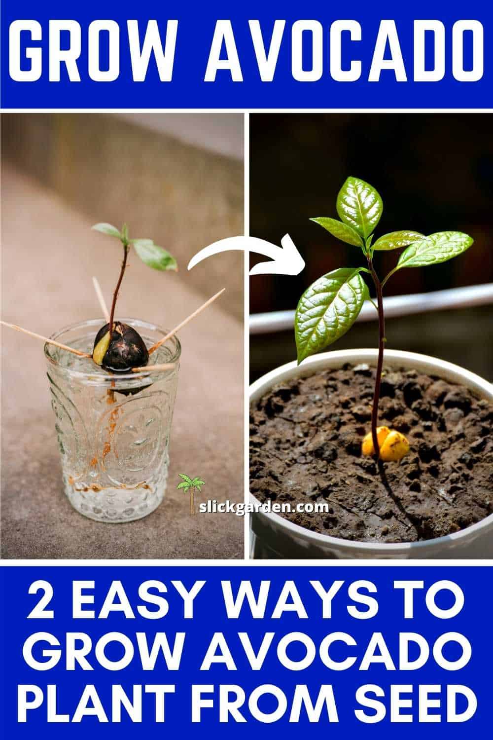 2 EASY WAYS TO GROW AVOCADO PLANT FROM SEED – Slick Garden