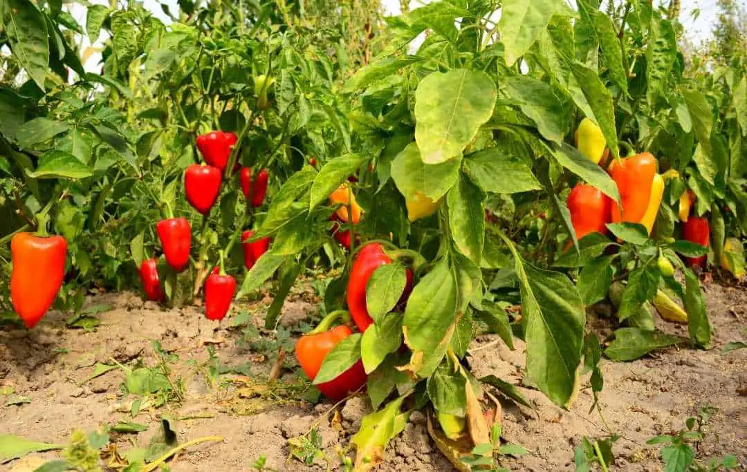 HOW TO GROW TONS OF BELL PEPPERS? Slick Garden