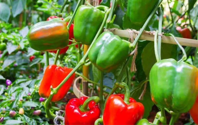 HOW TO GROW TONS OF BELL PEPPERS? – Slick Garden