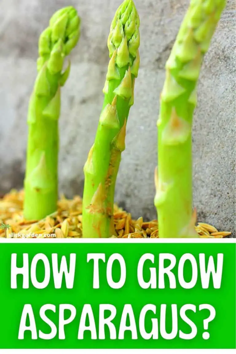 HOW TO GROW ASPARAGUS? PLANT IT ONCE & HARVEST FOR YEARS Slick Garden