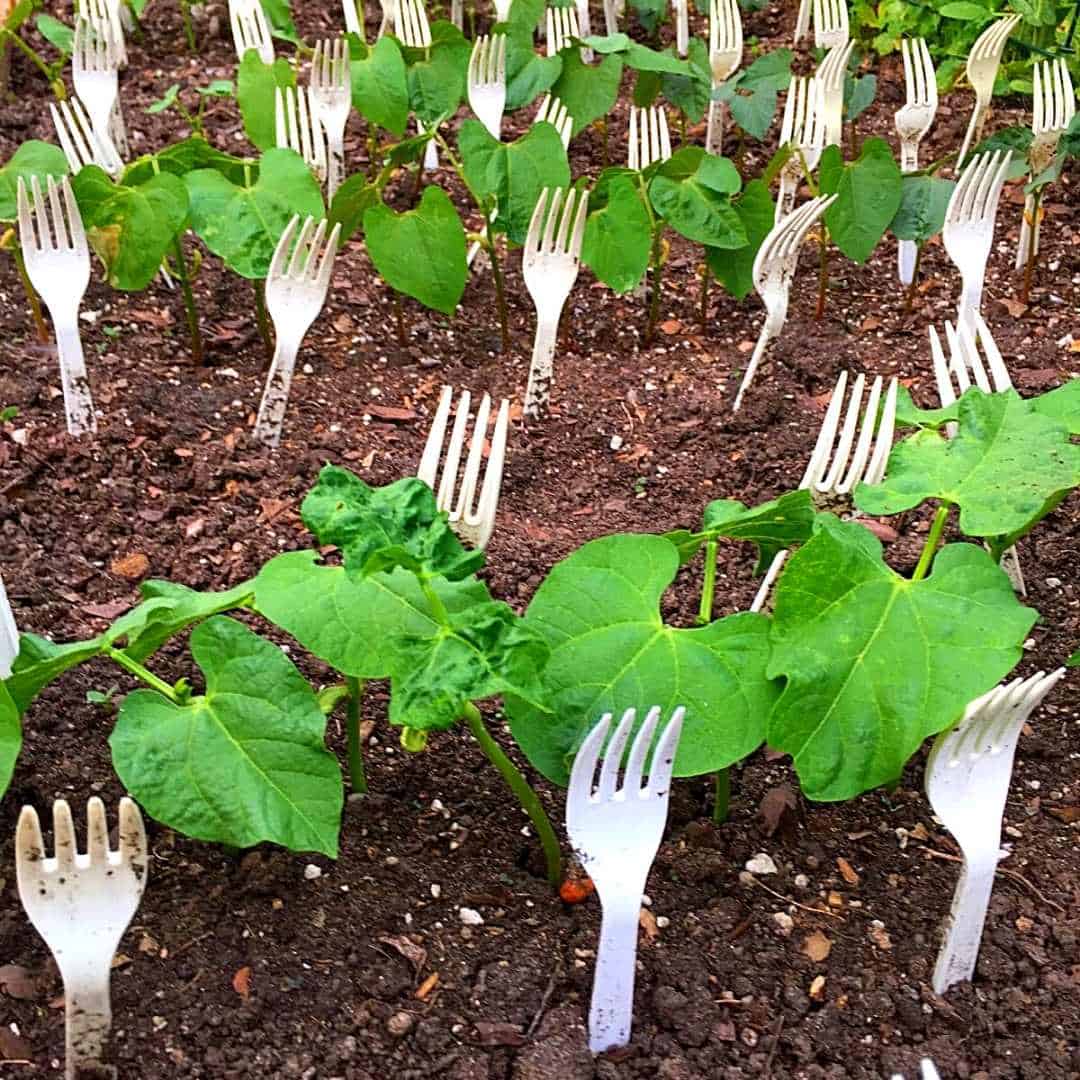 20 FREE CHEATS FOR YOUR GARDEN Slick Garden