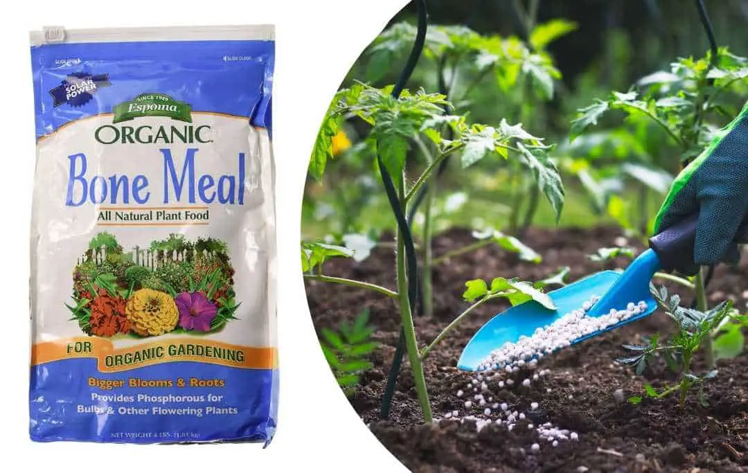 HOW TO USE BONE MEAL IN THE GARDEN? – Slick Garden