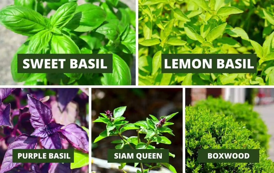 HOW TO GROW AN ENDLESS AMOUNTS OF BASIL WITH ONE PLANT? Slick Garden