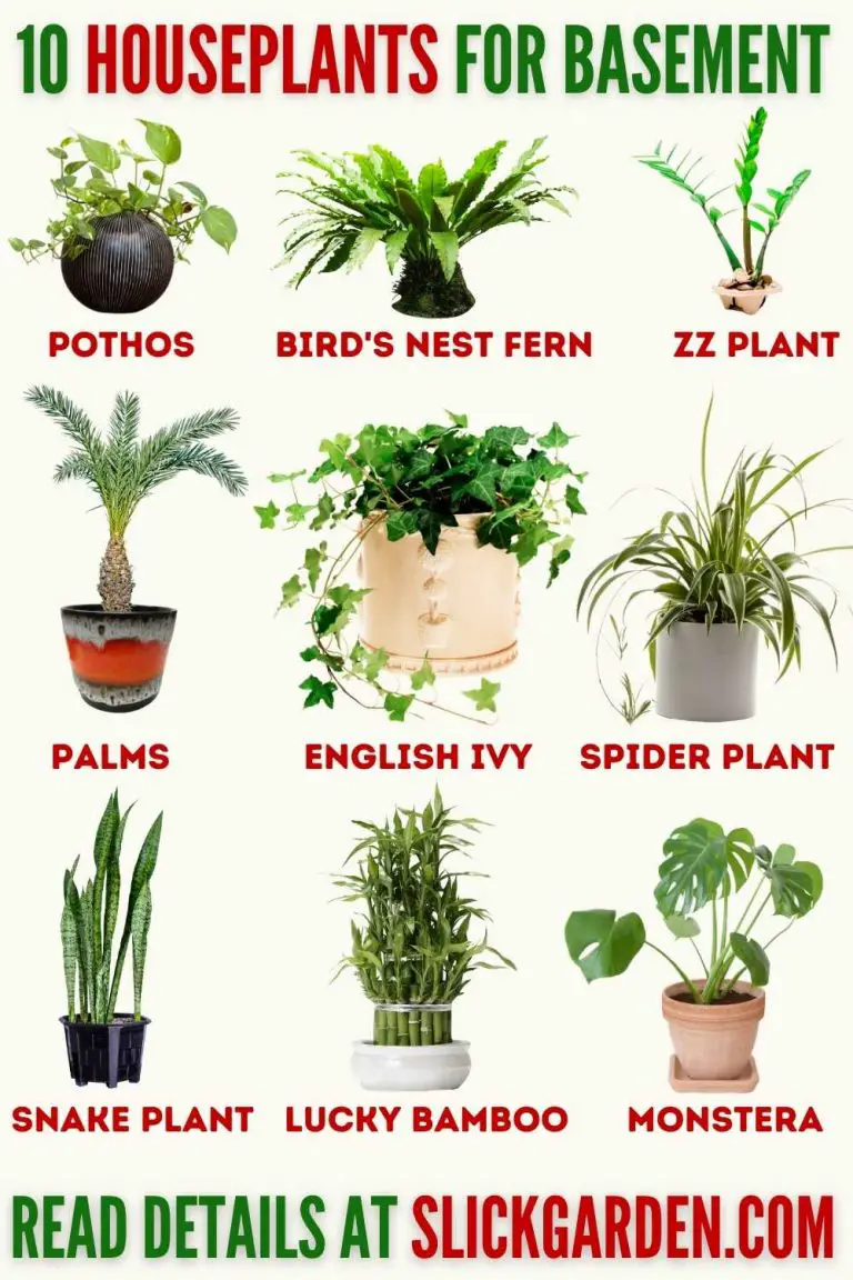 10 HOUSEPLANTS FOR BASEMENT – Slick Garden