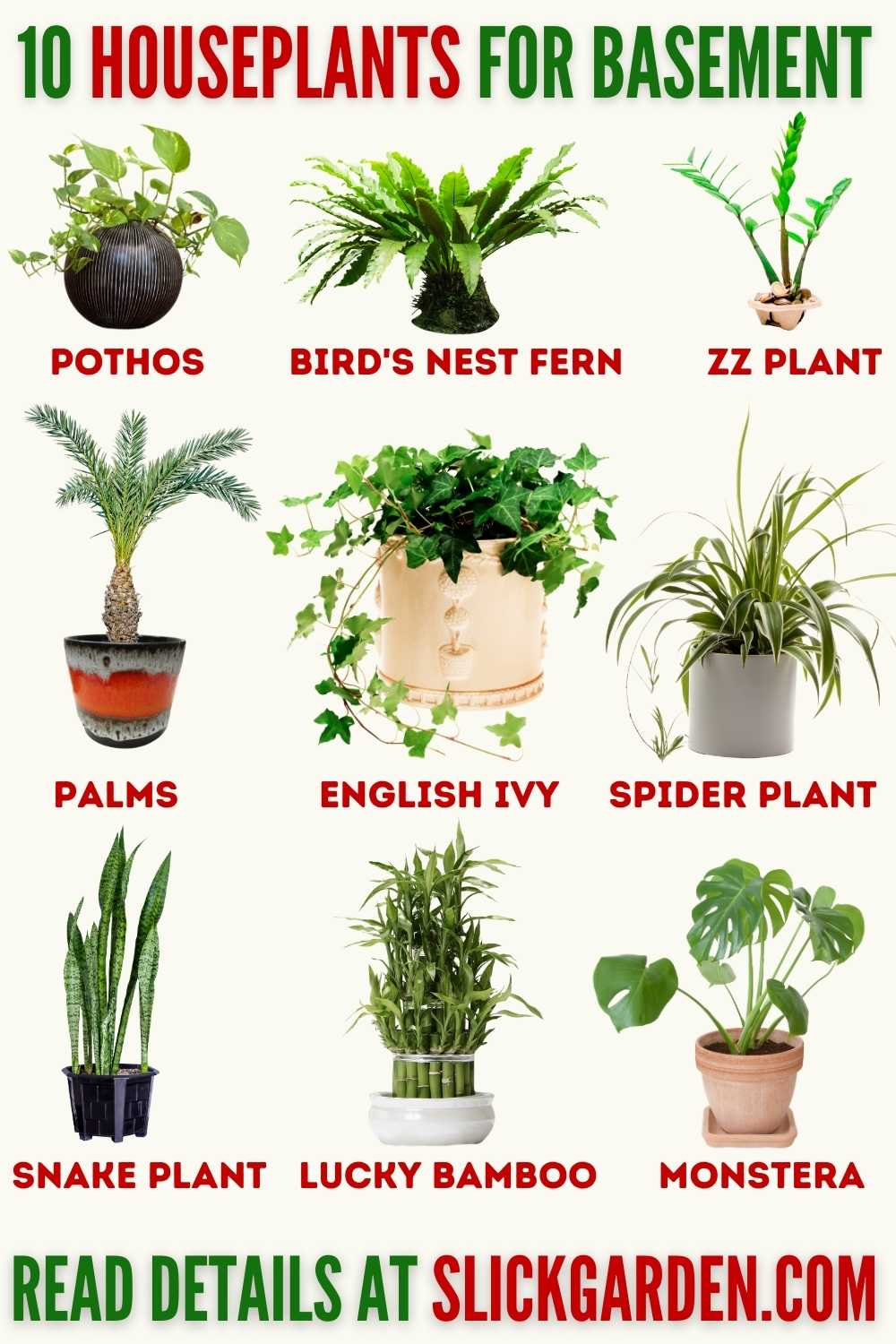 10 HOUSEPLANTS FOR BASEMENT – Slick Garden