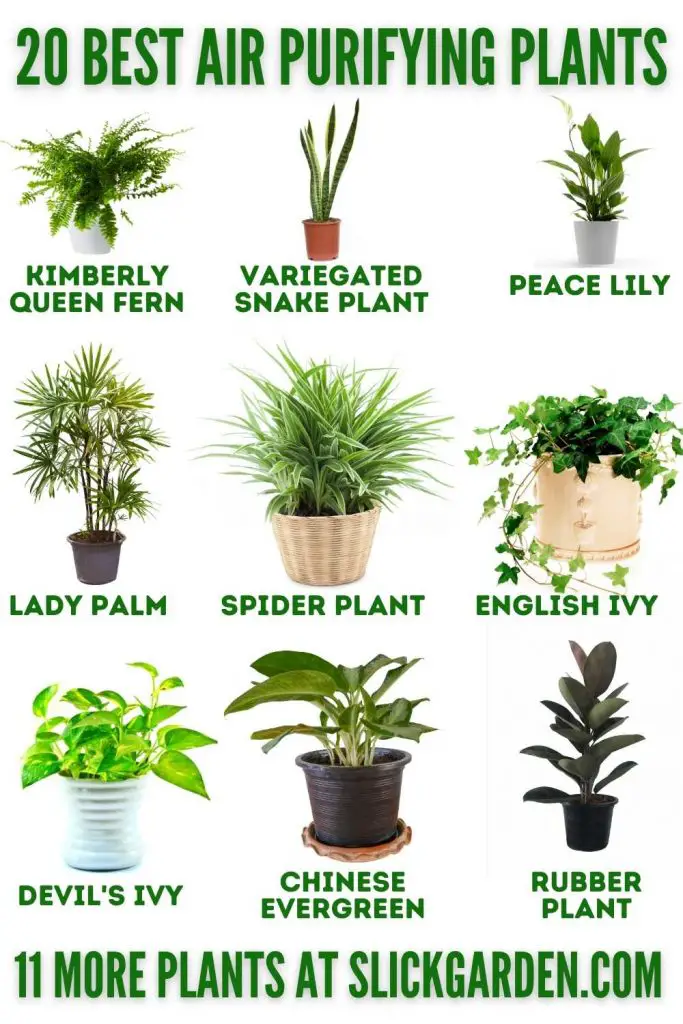 20 BEST AIR PURIFYING PLANTS – Slick Garden