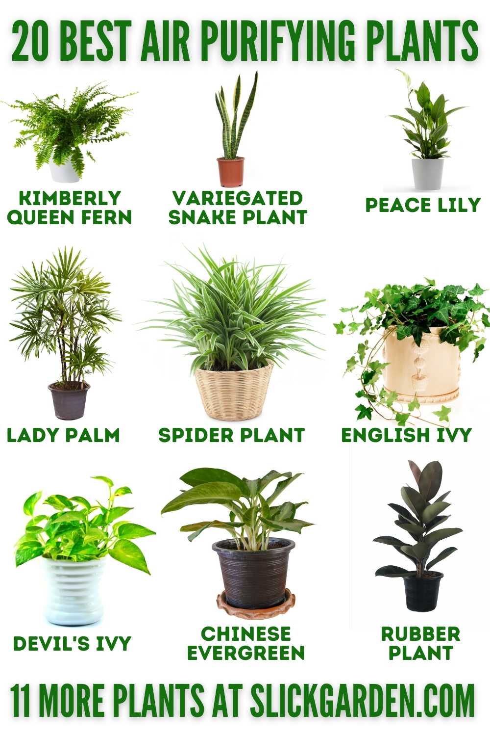 20 BEST AIR PURIFYING PLANTS 