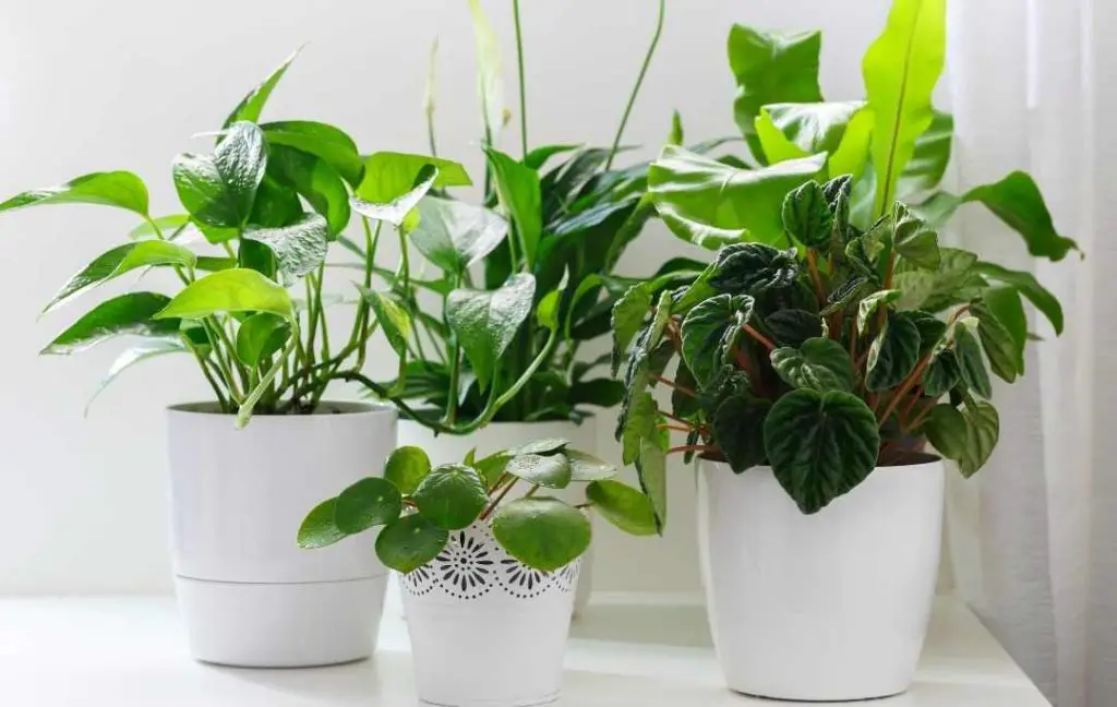 20 BEST AIR PURIFYING PLANTS – Slick Garden