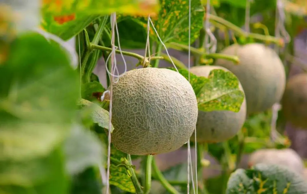 HOW TO GROW CANTALOUPE MELONS IN A GREENHOUSE?